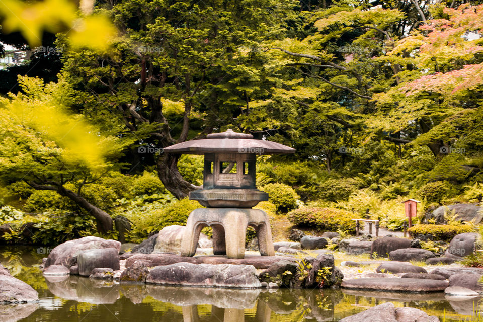 yellow trees and Japanese stone lantern