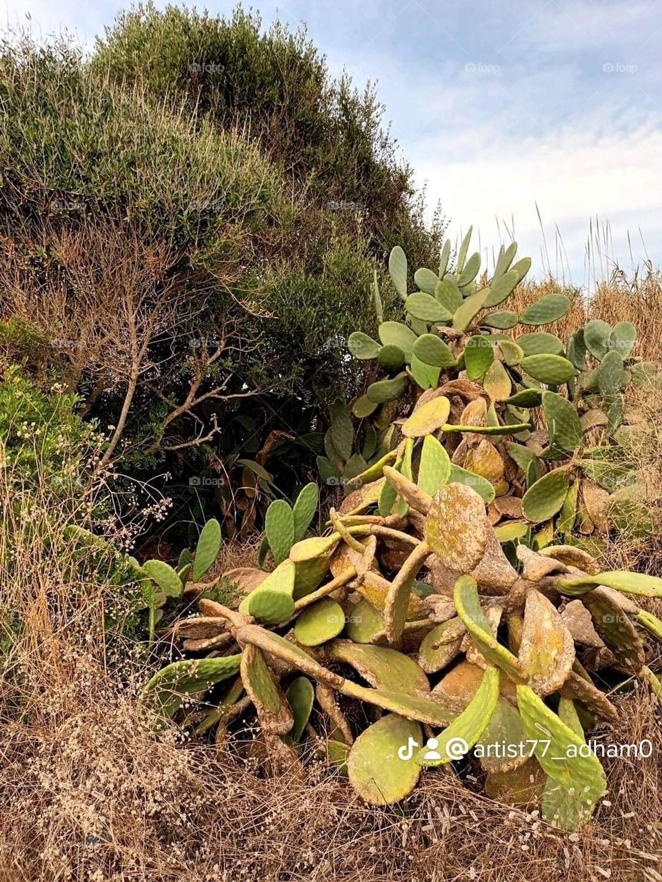 I always like to photograph the prickly pear plant