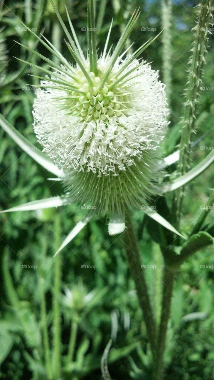 Nature, Flora, Flower, No Person, Summer