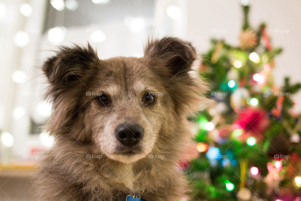 Close-up of a dog