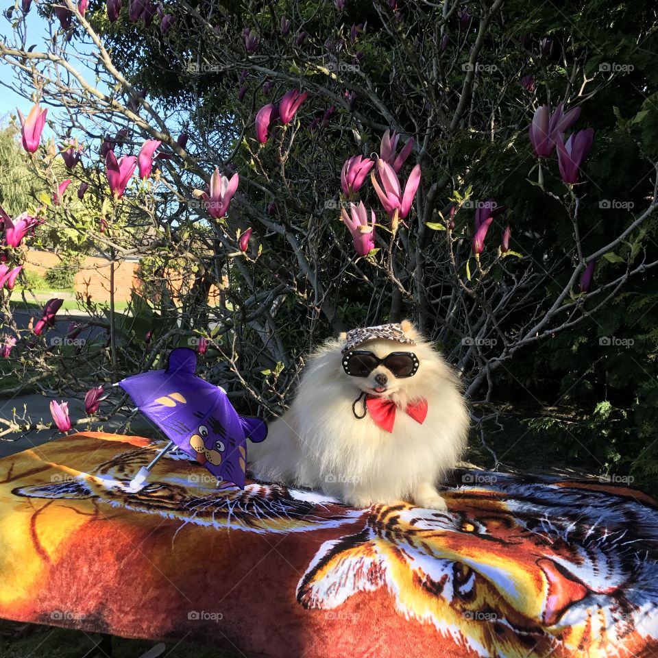 Spring comes in Melbourne- Magnolia flower 