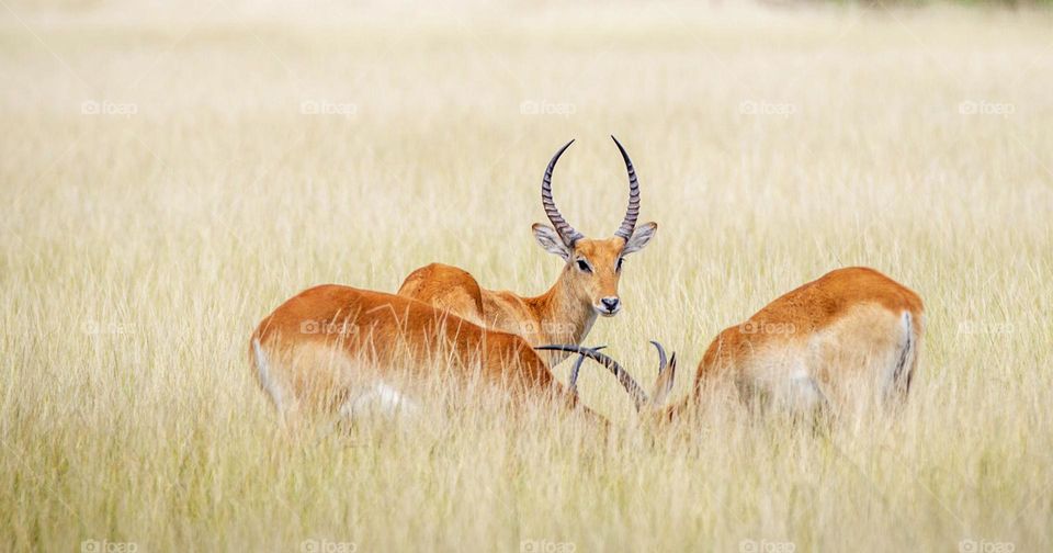 Nxai Pan, Botswana wildlife pictures