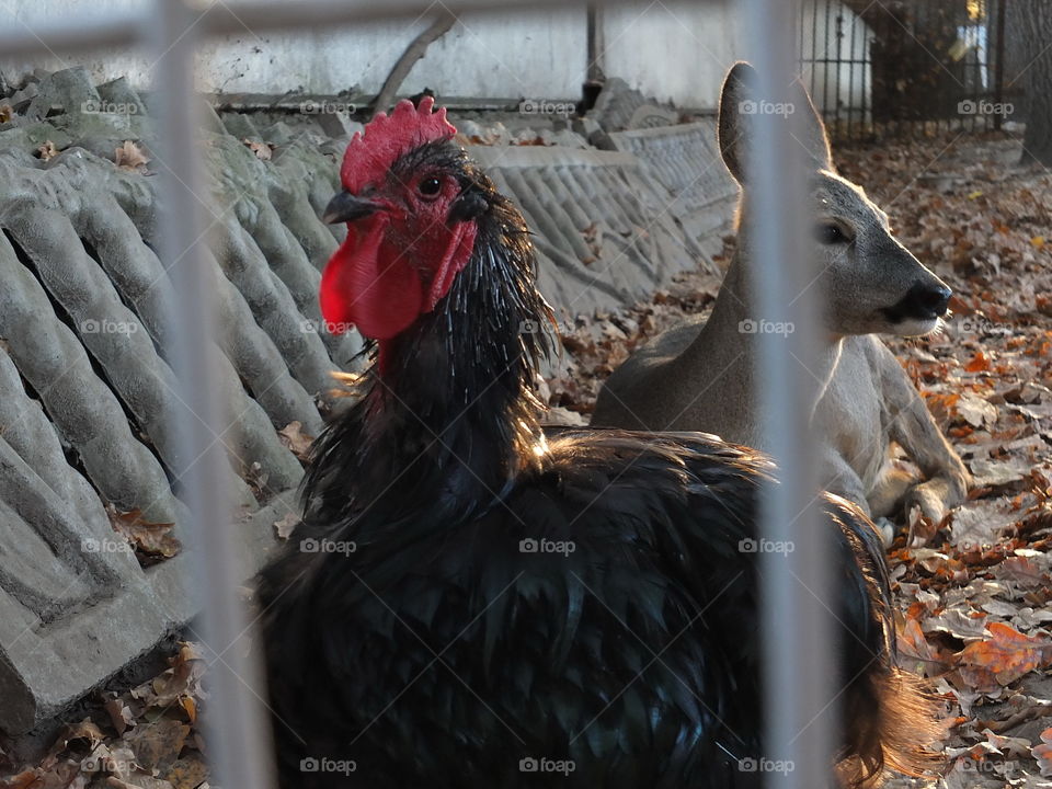 Chicken and fawn at the zoo. Friends. The chicken looks out from behind the fence. Hello in her eyes.