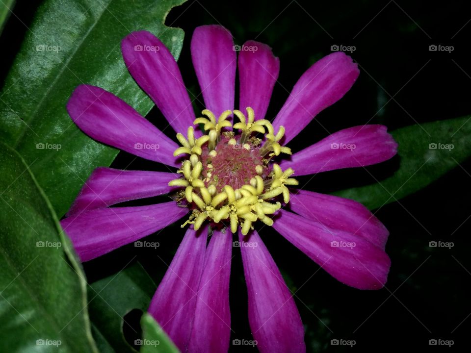 purple flower in night