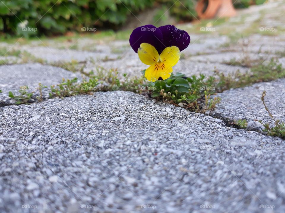 Beautiful and strong little flower from stones