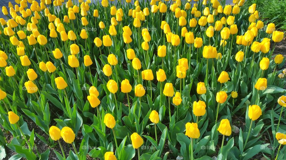 yellow field of flowers