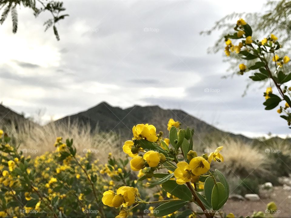 over view of nature