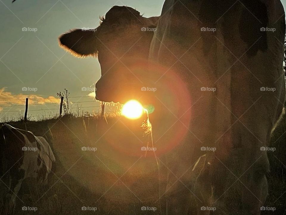 A con in Jura, France.