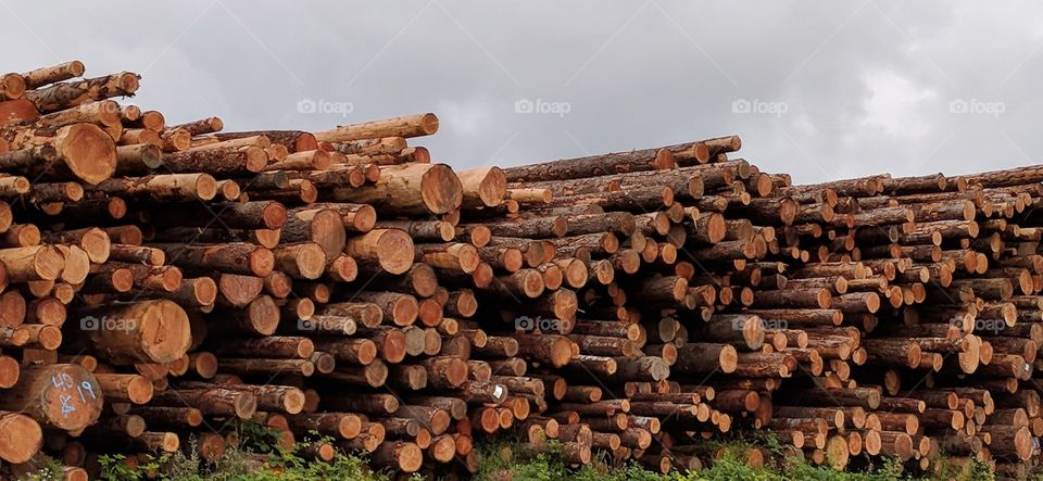 raw lumber