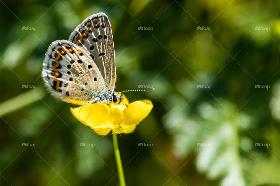 butterfly on a buttercup in the meadow