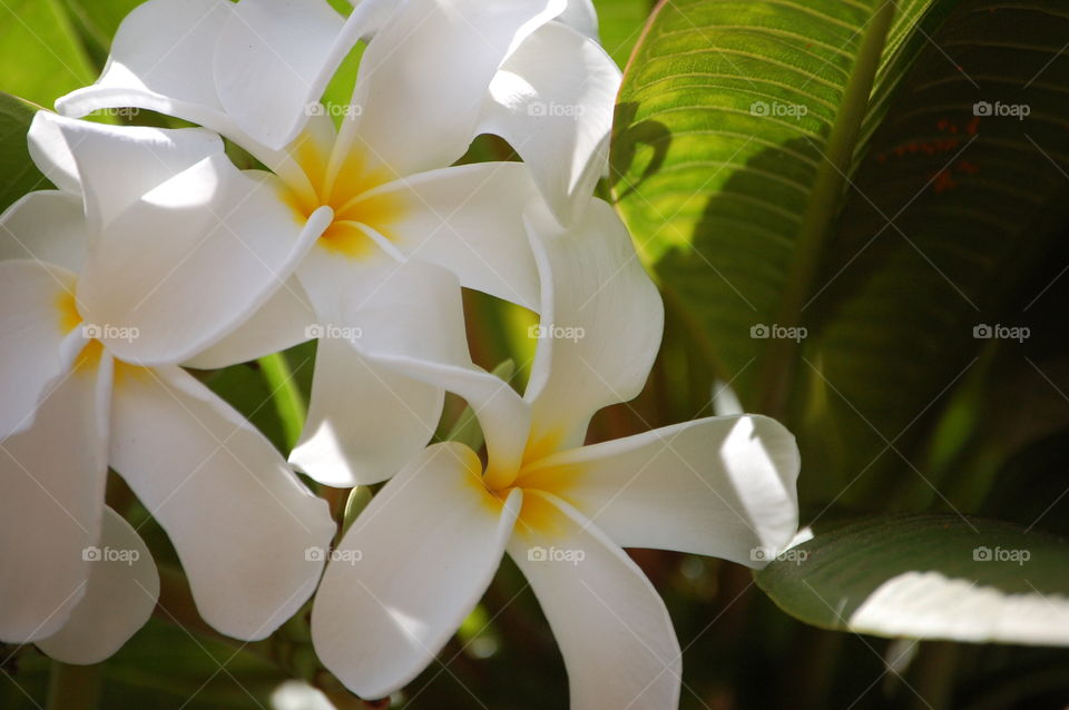 perfect white plumeria flowers in Maui Hawaii