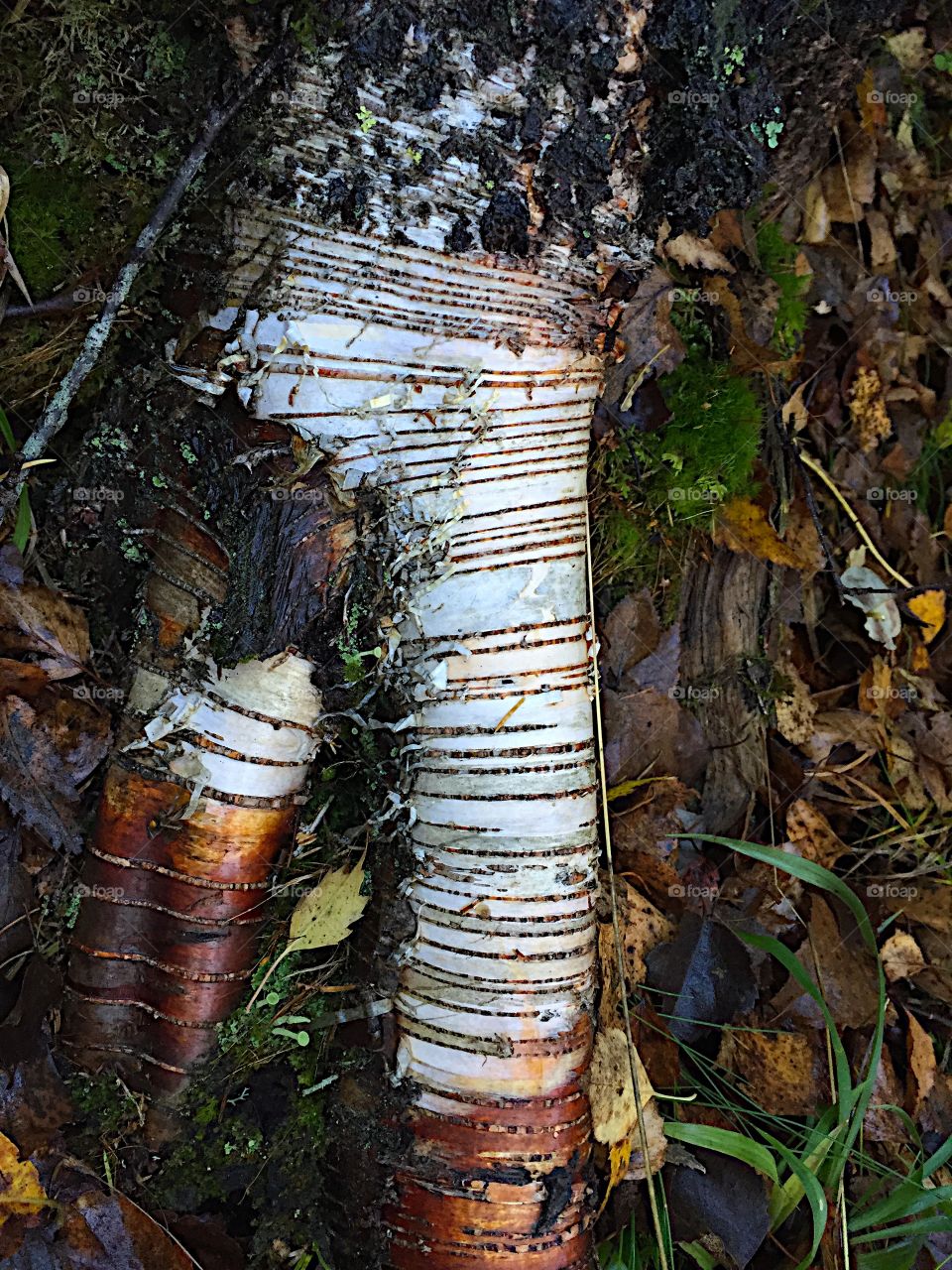 Birch leg