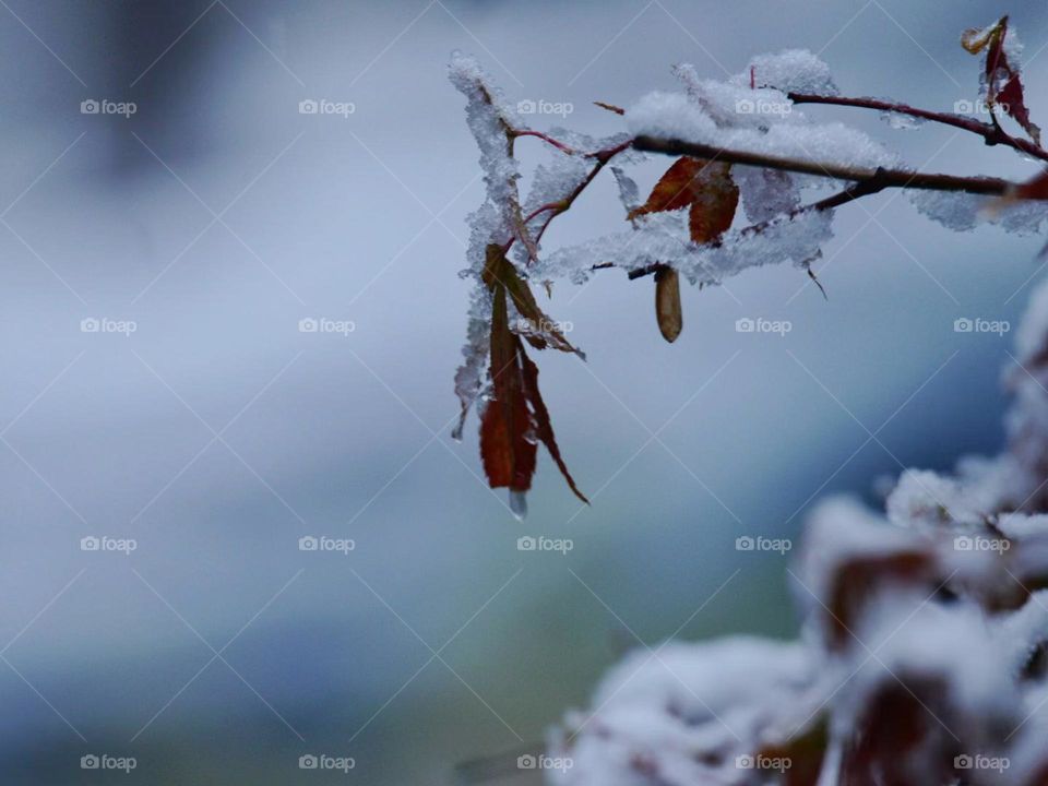 Nice Flower with snow 