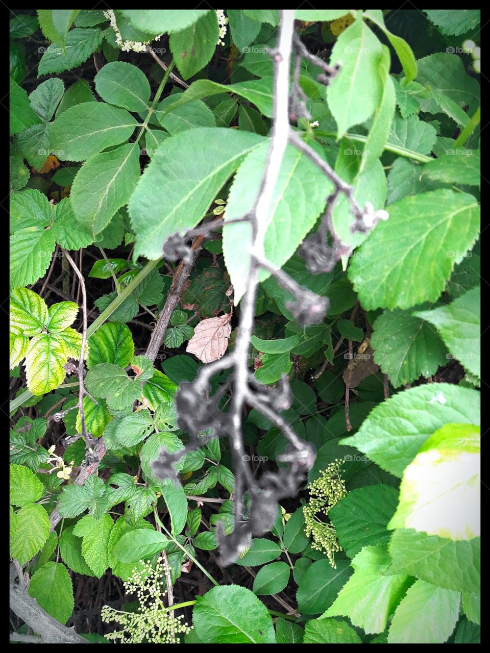 something dead in the midst of the living