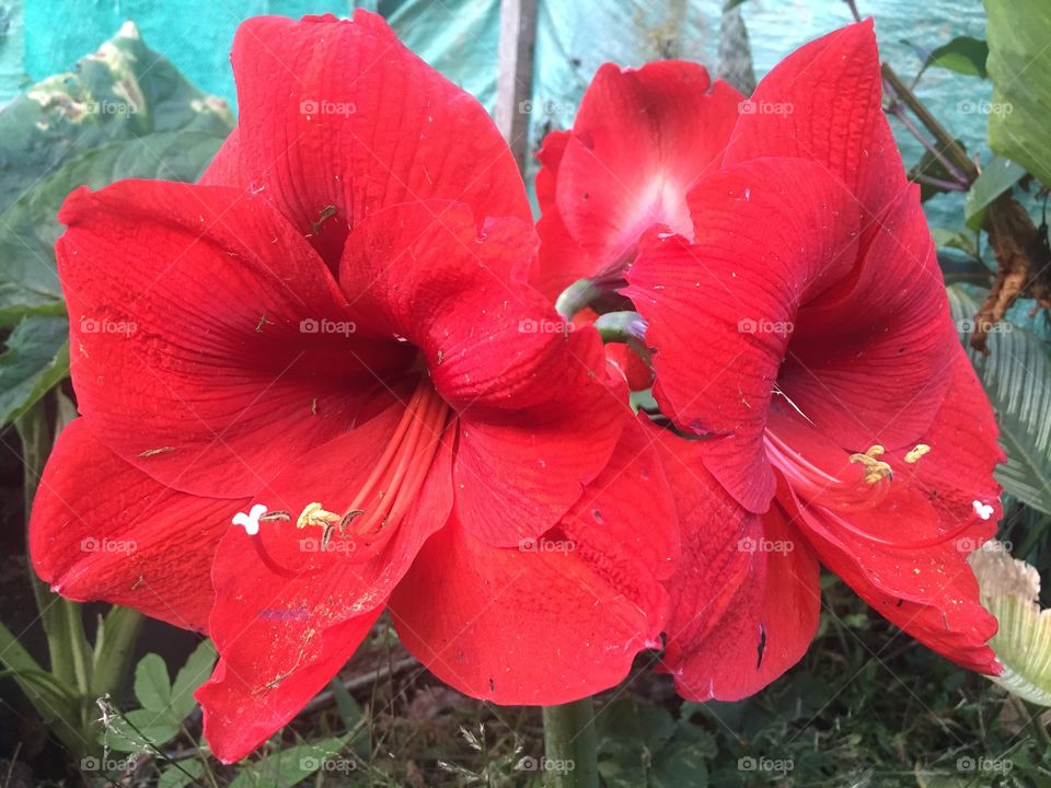 Rojo flor