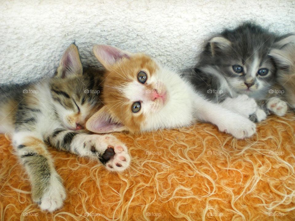 Cute kittens relaxing on my bed