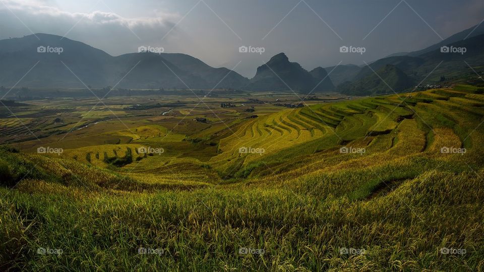 Rice terrace in Vietnam.