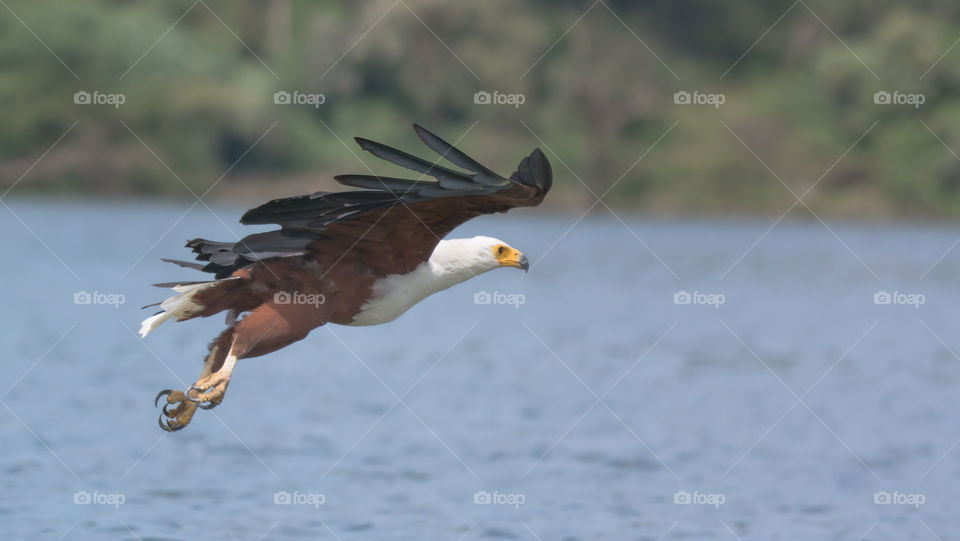 African Fish Eagle from Naivasha