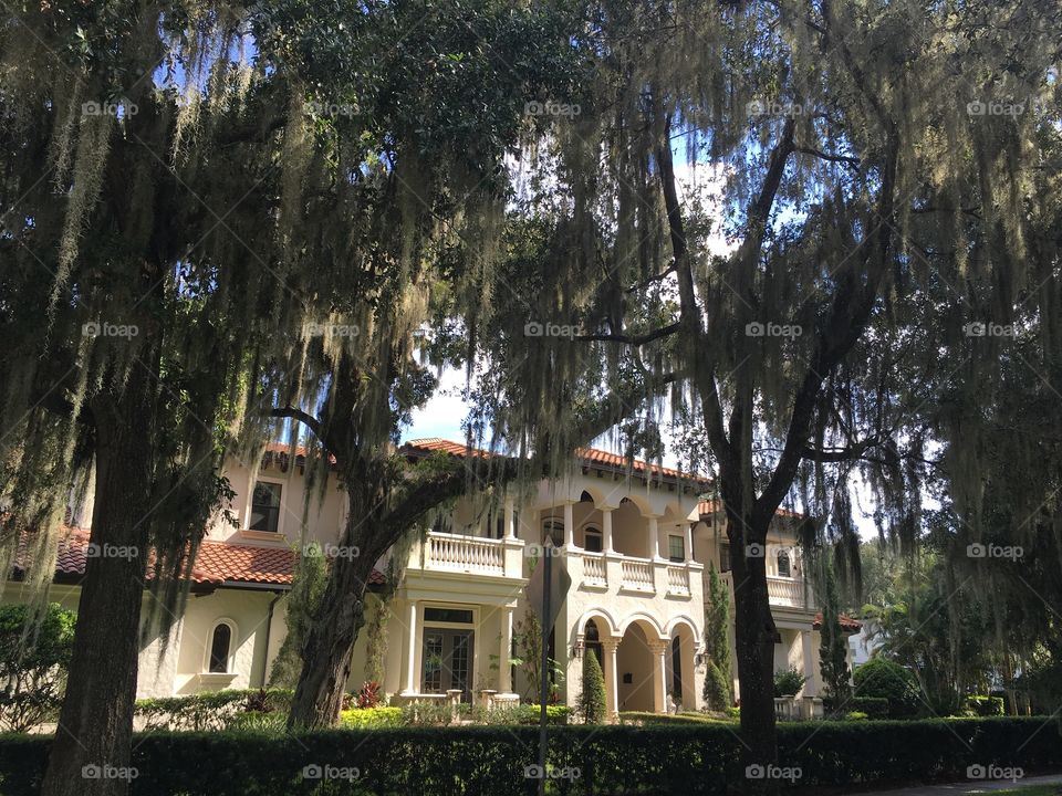 Estate located in Winter Park, Florida. With old oak trees and hanging Moss.