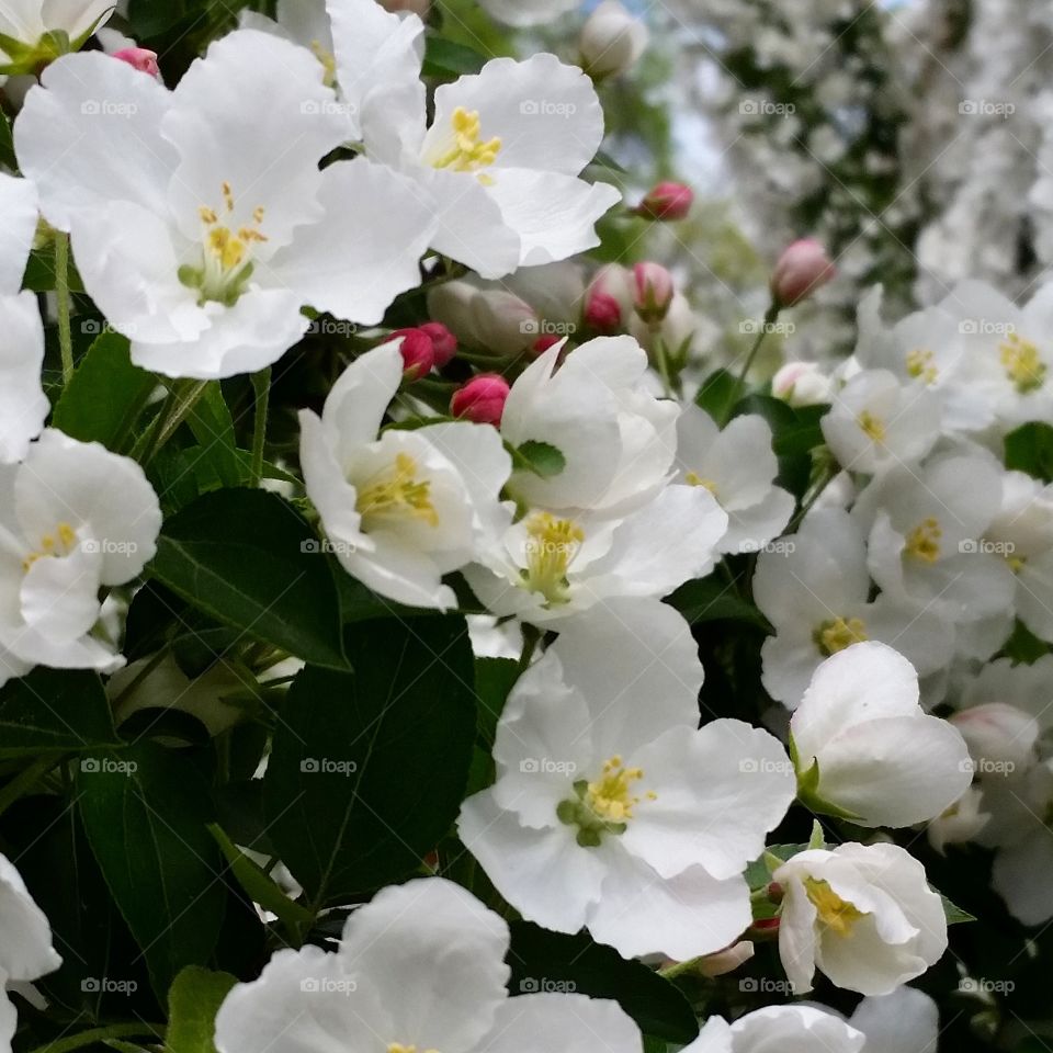 Spring Blooms