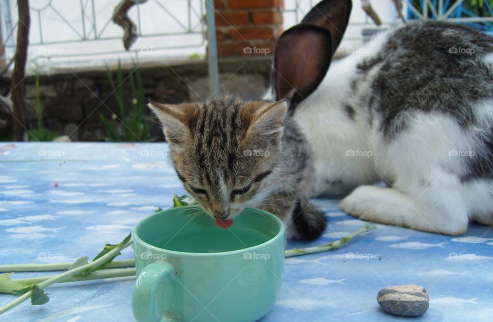 Cat drinking water