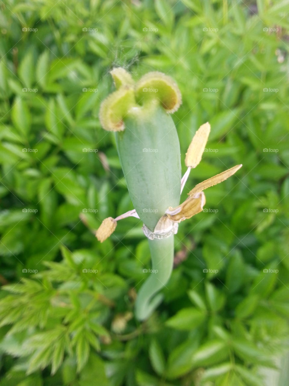 About to Bloom. Optimistic flower bud, reaching up about to become something beautiful..