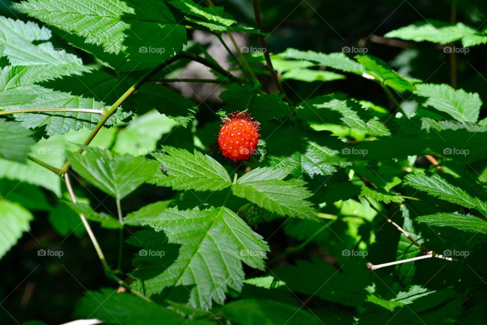 Berry in the forest in July; an wild gooseberry found in forest 