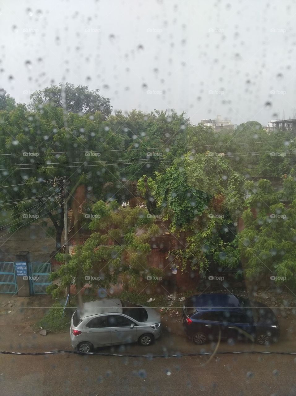 green shurb small size looks very beautiful generally found everywhere seasonal fresh