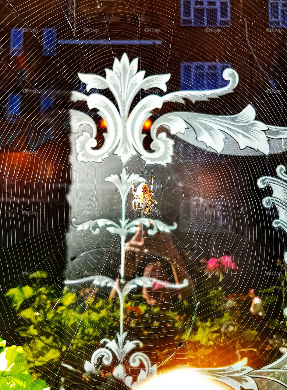 Spider in it's web. London, UK...