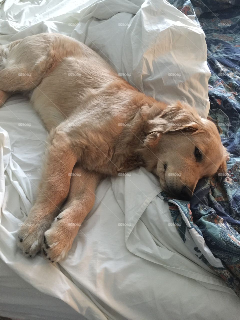 Golden retriever taken over the bed