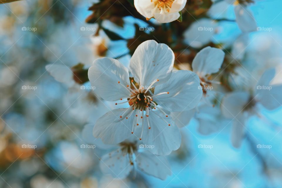 Spring flowers