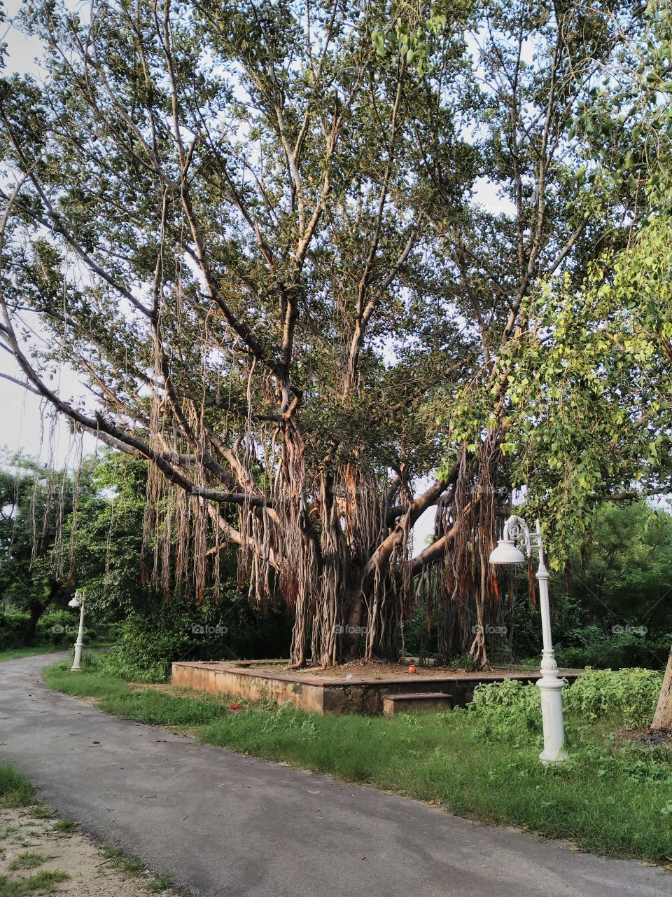 Close-up of banyan tree