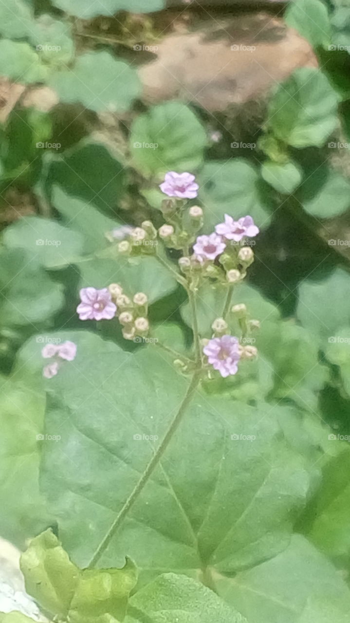 June violet flower