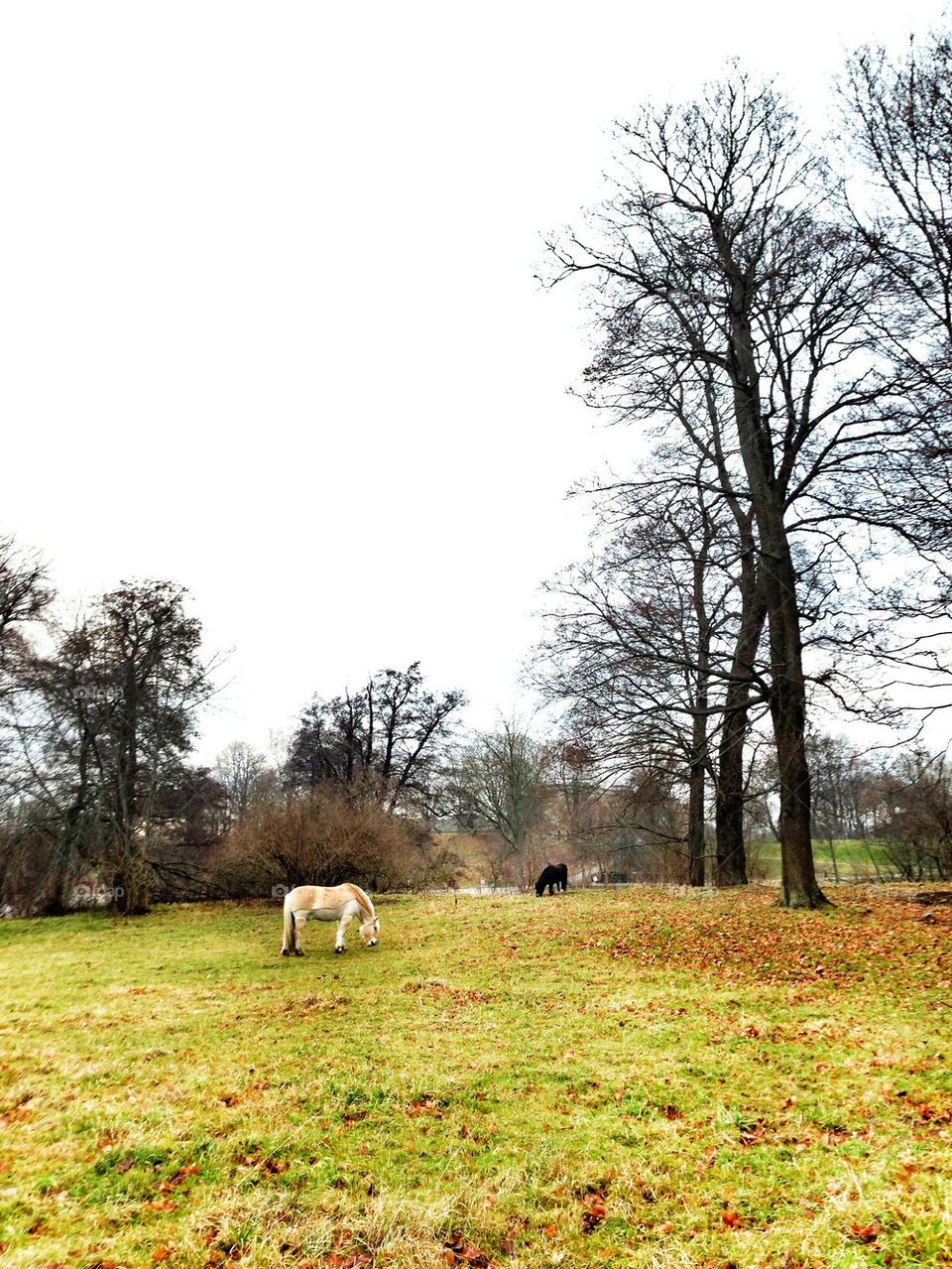 horses at djurgården