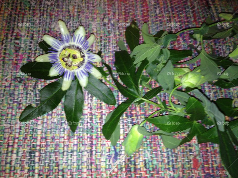 Passion flower too
