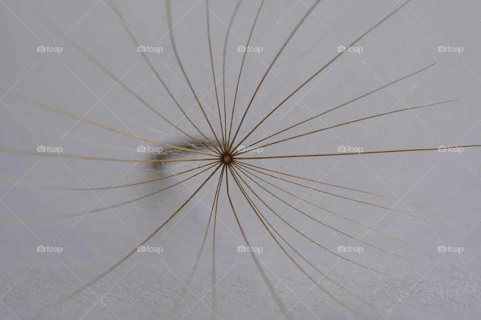 Tiny little dandelion seed ... close up makes it take up the full frame 