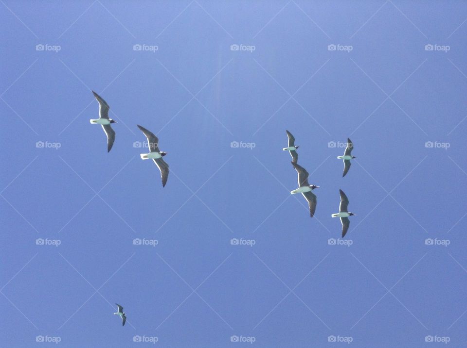 Some birds are flying in the sky