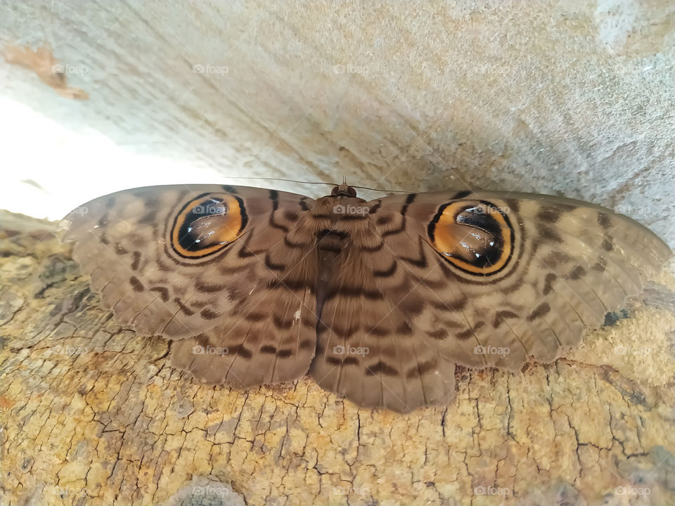 Image of Erebus Hieroglyphica Butterfly on the dry wood. Insect Animal