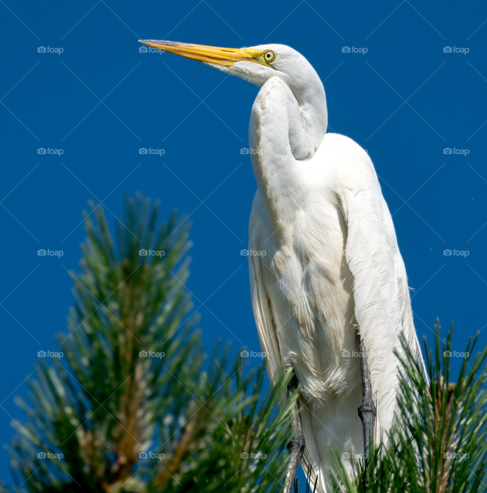 White Egret