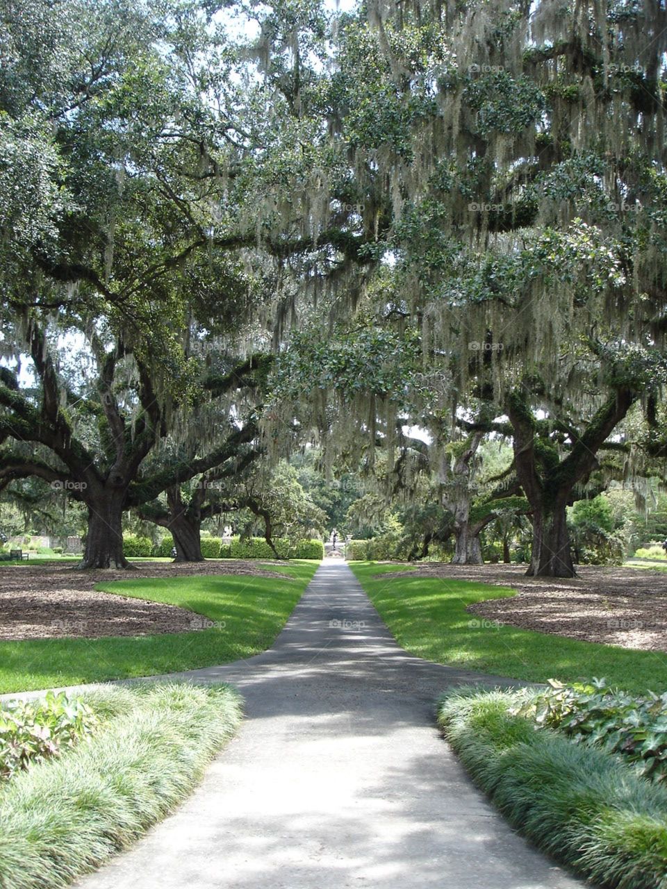 Spanish moss walking path alley