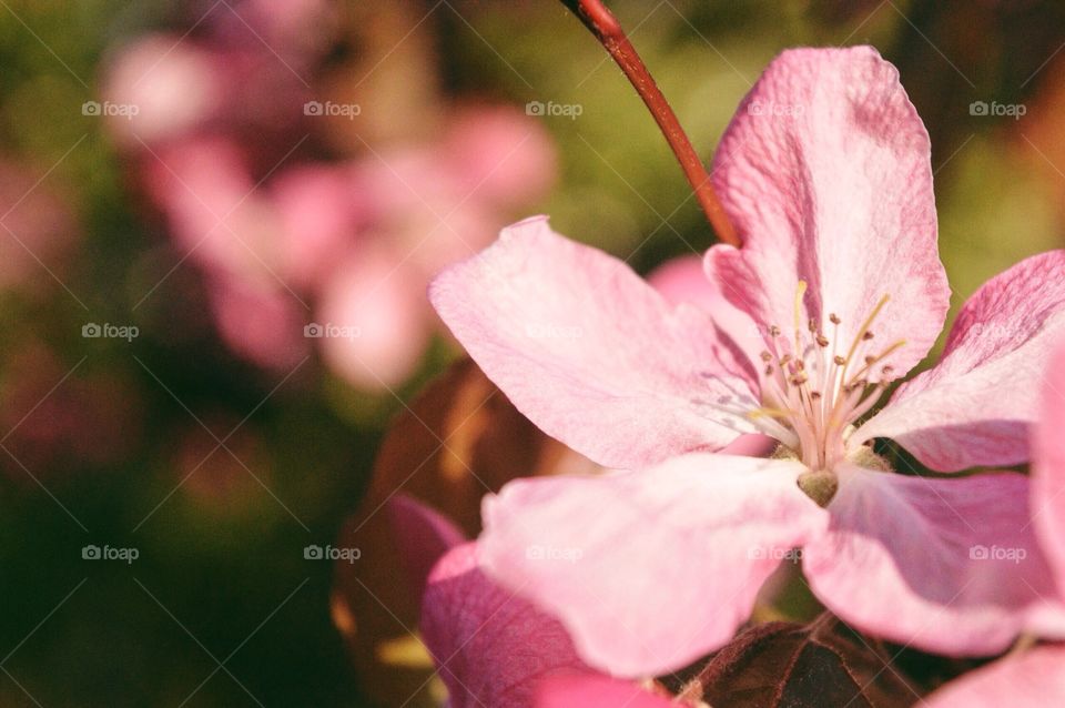 Pink flowers