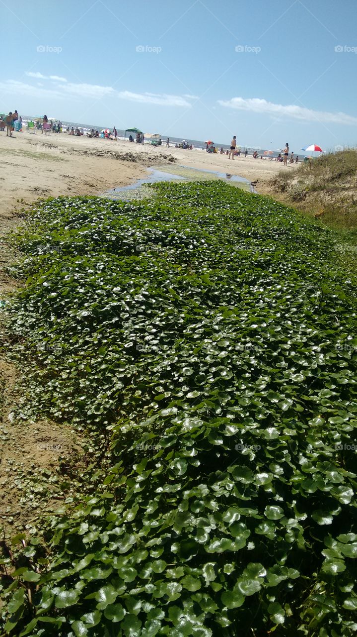 vegetação de praia verde parece tapete