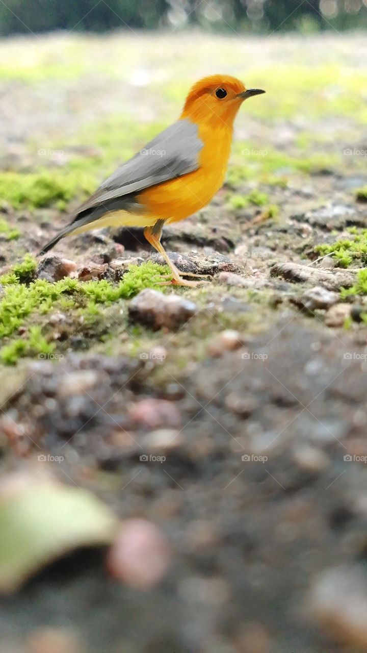 golden oriole.colorful bird