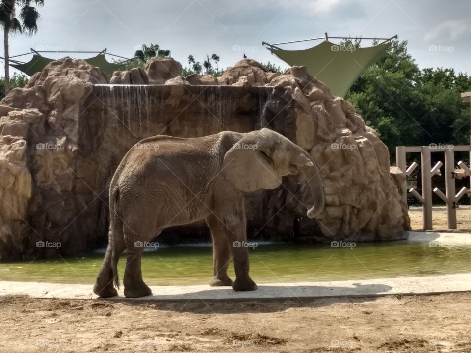 elephant