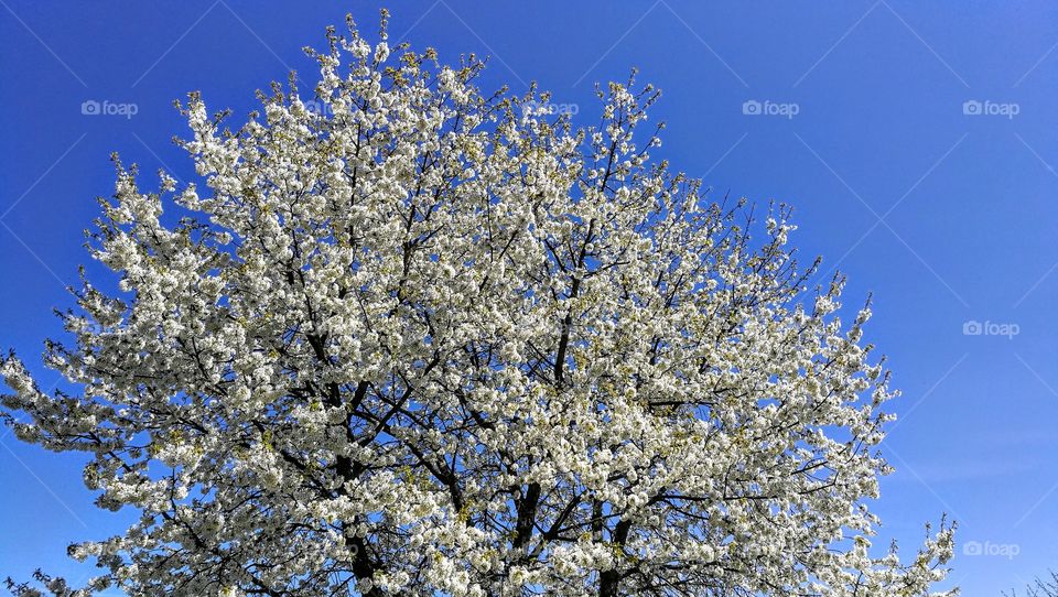 Flowered cherry tree