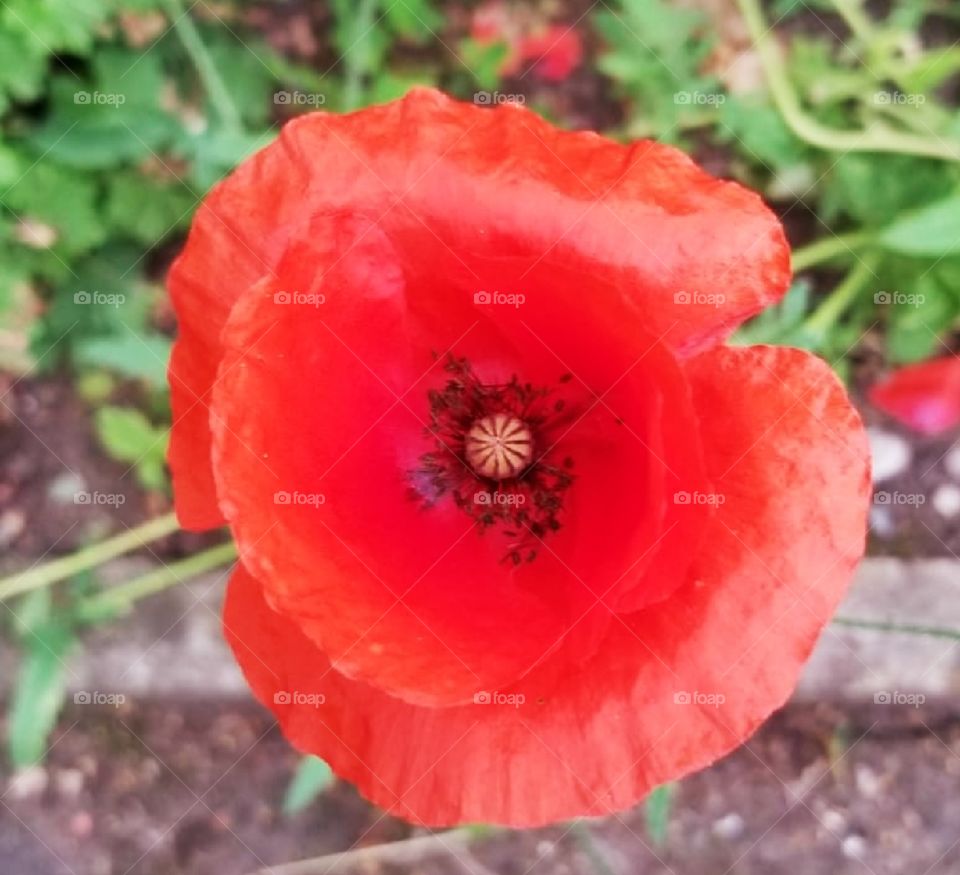 The color red Poppy