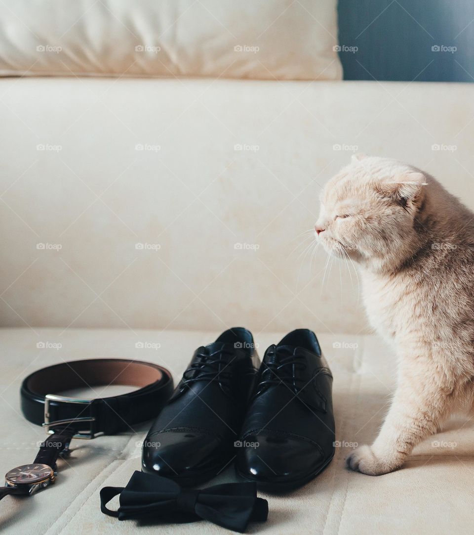 Cream cat and groom accessories