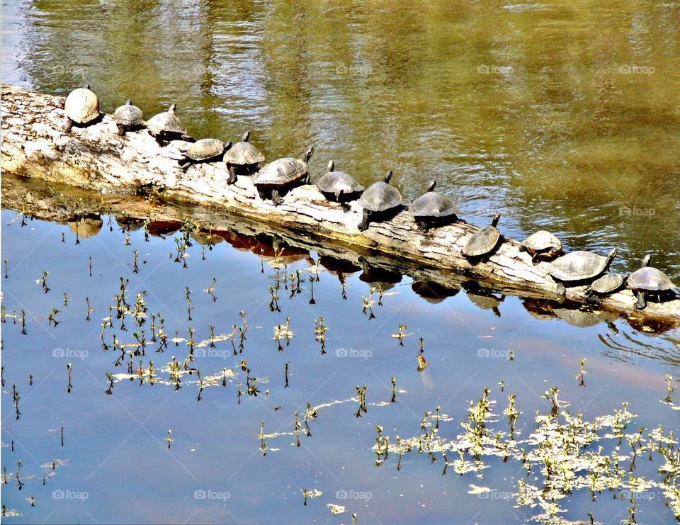Sun bathing in Georgia Wetlands