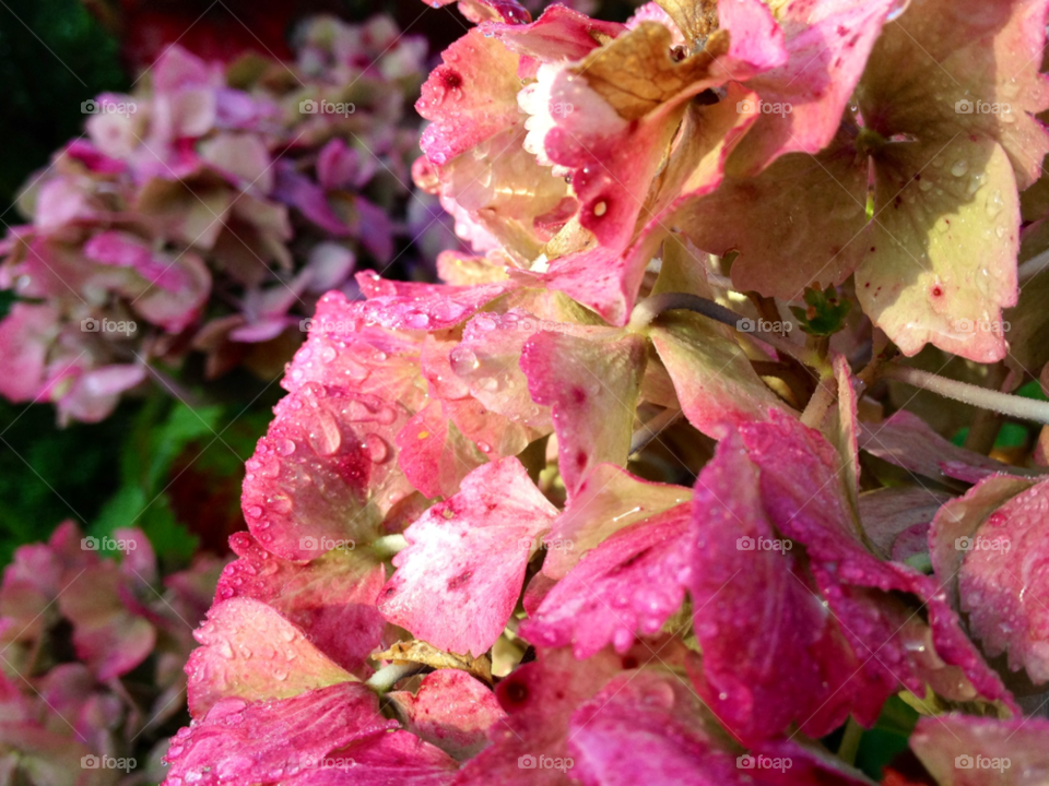 nature pink flower water by cabday