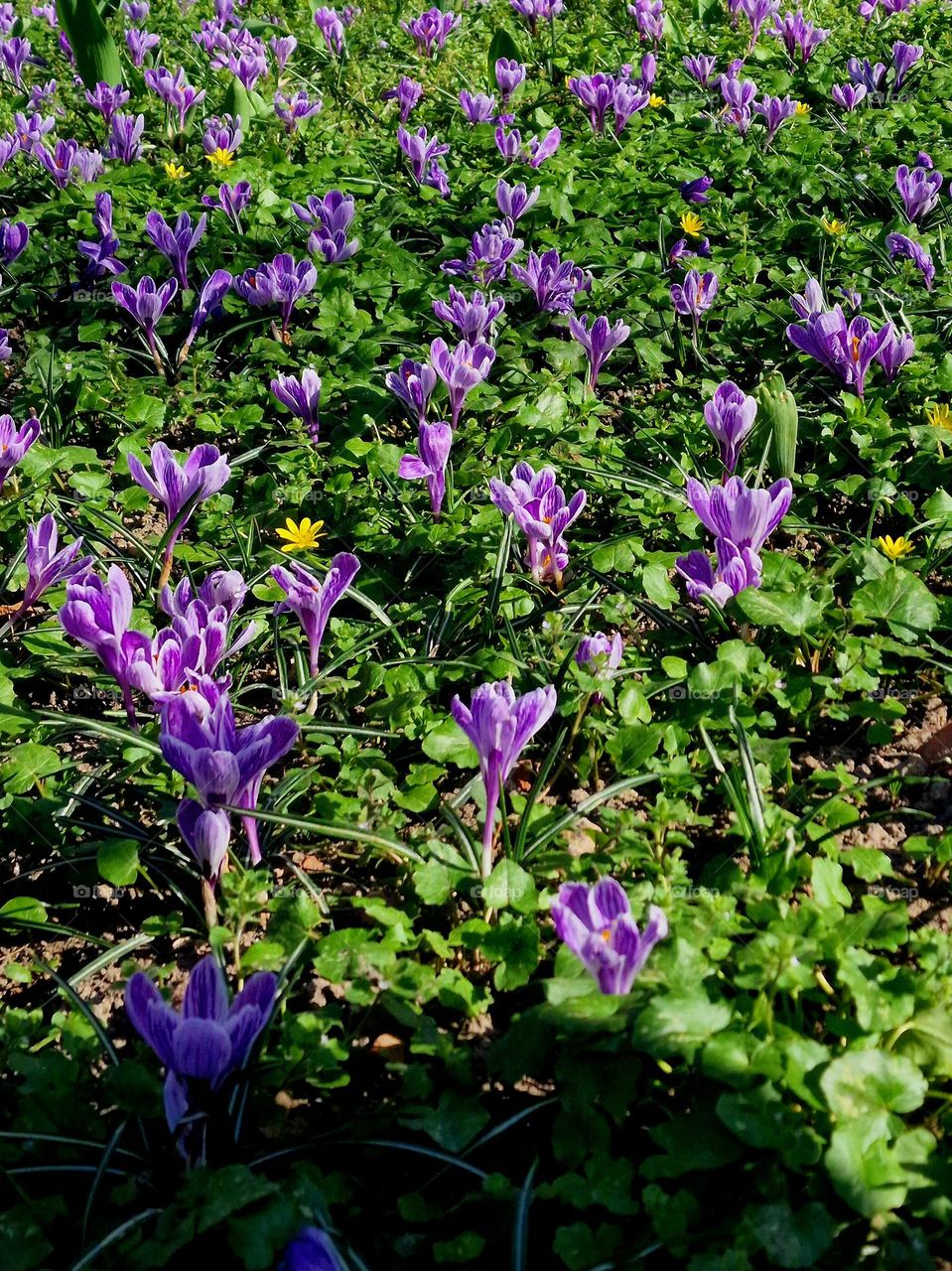 lavender color flowers